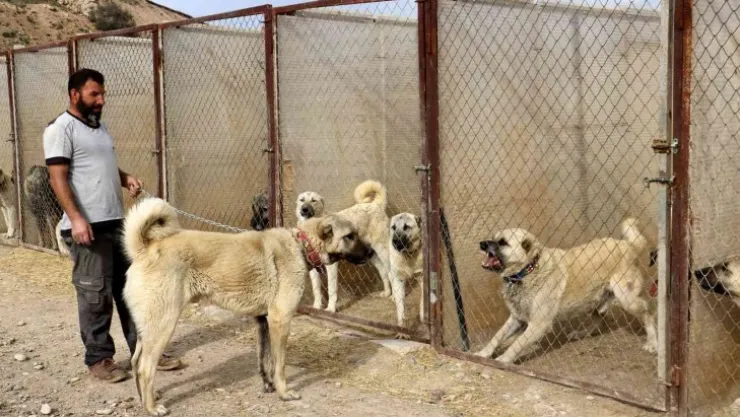 Uzman köpek yetiştiricisi uyardı, sokak köpekleri hayati risk oluşturuyor