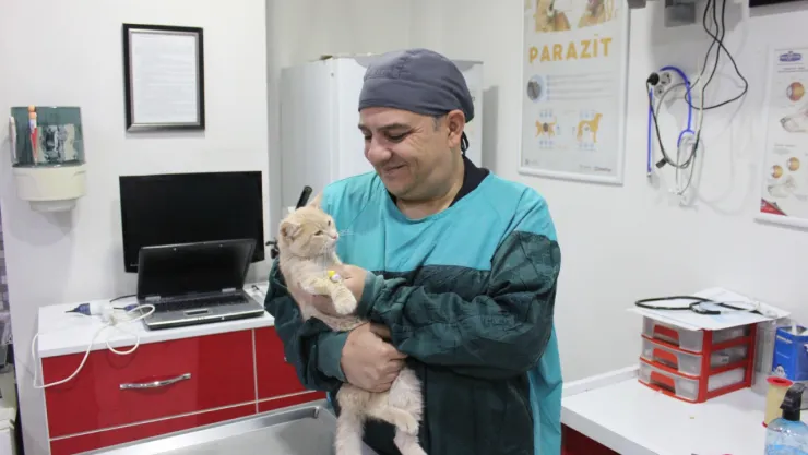 Yavru kedilerde Herpes Virüsü tehlikesi