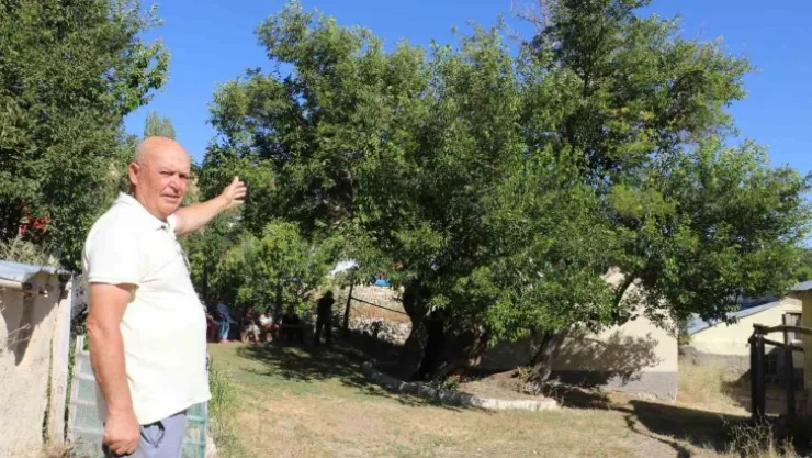 Yedi asır sonra öldü derken yeniden dirildi