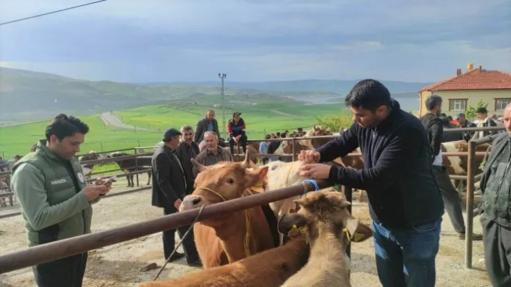 Yozgat'ta canlı hayvan pazarlarında şap hastalığına karşı sıkı tedbirler sürüyor