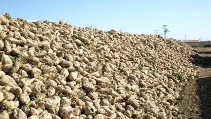 Yozgat'ta şeker pancarı alım fiyatı üreticiyi memnun etti