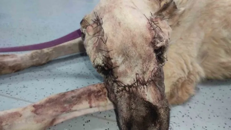 Yüzünde tümör oluşan sokak köpeği sağlığına kavuşturuldu