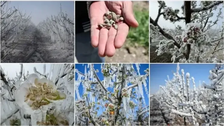 Zirai dondan zarar gören üreticilere 210 milyon TL destek