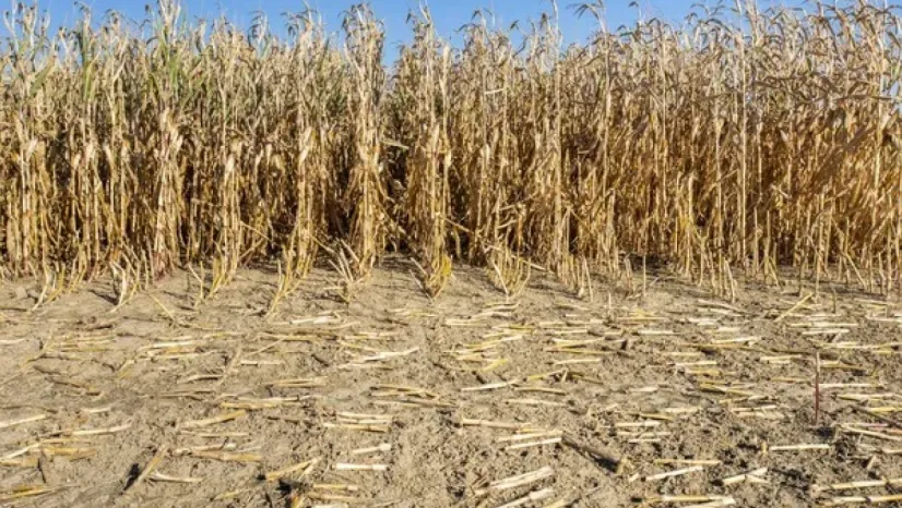 2025 yılında İç Anadolu'da tarımsal kuraklık üreticileri olumsuz etkiledi