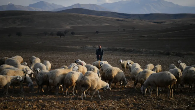 Kayseri'de Kırsal Kalkınma: 'Koyunlar Artıyor, Meralar Şenleniyor' Projesi