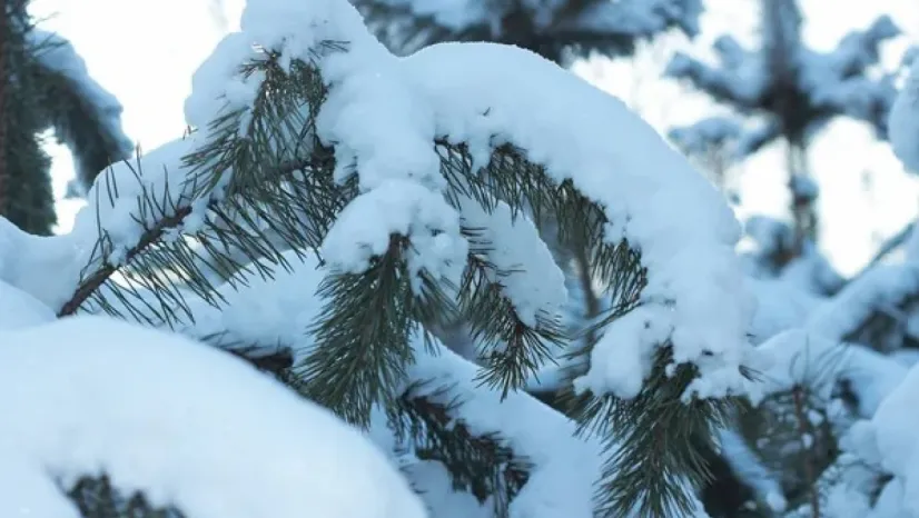 Kayseri, hafta içi soğuk ve kar yağışlı