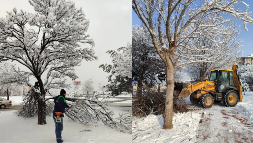 Kış Çalışmalarında Ağaç Güvenliği Seferberliği