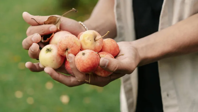 Sonbahar meyveleri: Bağışıklık ve sağlık için zengin kaynak