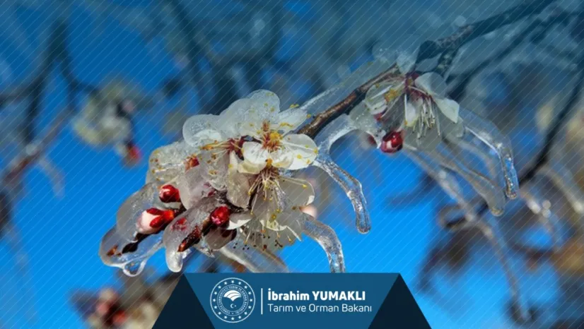 Tarım sigortası olmayan üreticilere toplam 1,7 milyar lira destek ödemesi