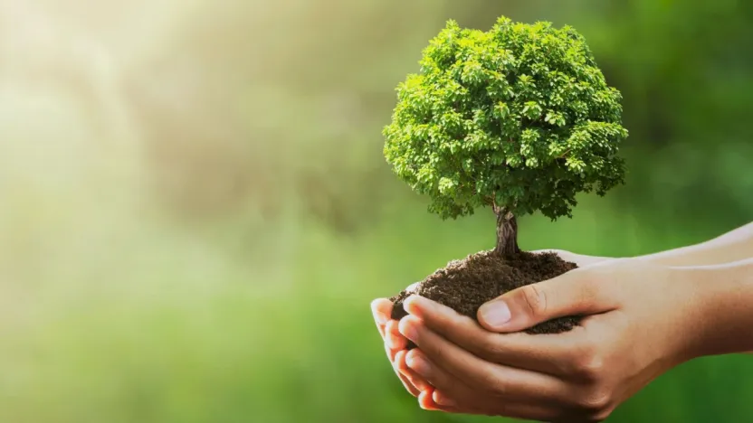 11 Kasım 'Milli Ağaçlandırma Günü'