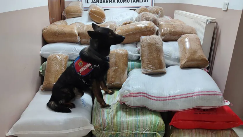 Bin 500 kilogram bandrolsüz kıyılmış tütün ele geçirildi