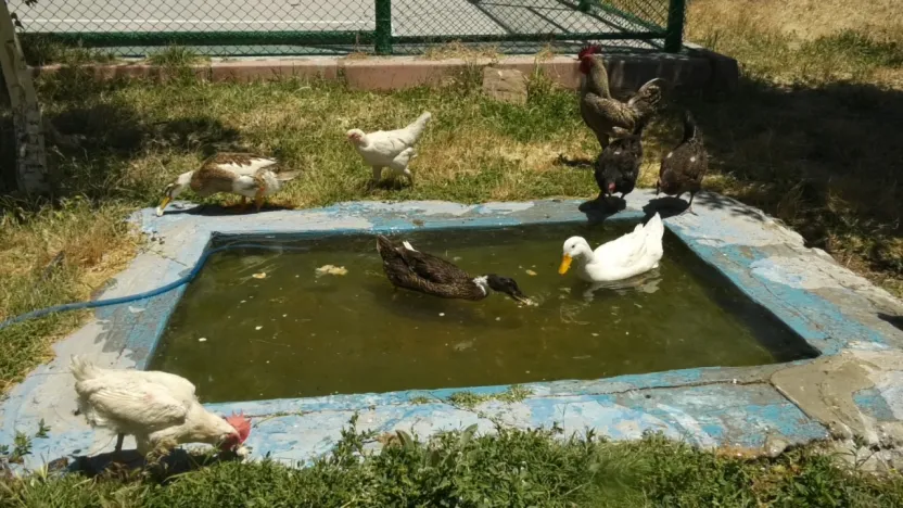 Celal Bayar Anadolu Lisesi'nden ekolojik köy projesi