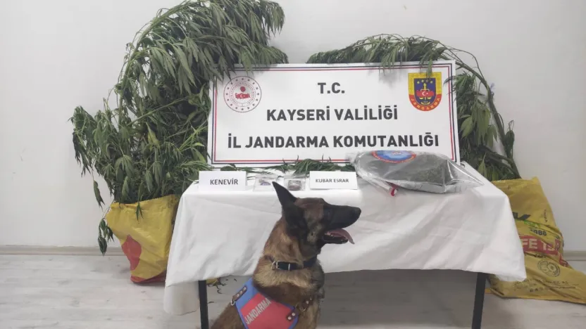Evinde kenevir yetiştiren şüpheli yakalandı