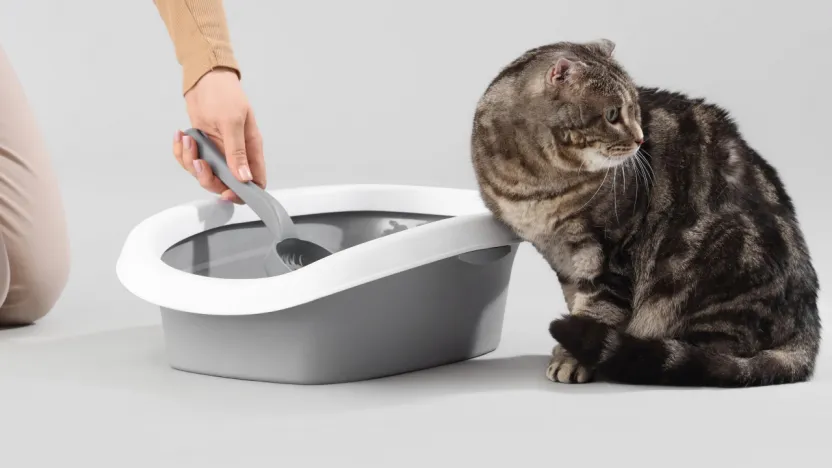 Kasımda zam şampiyonu evcil hayvan ürünleri oldu