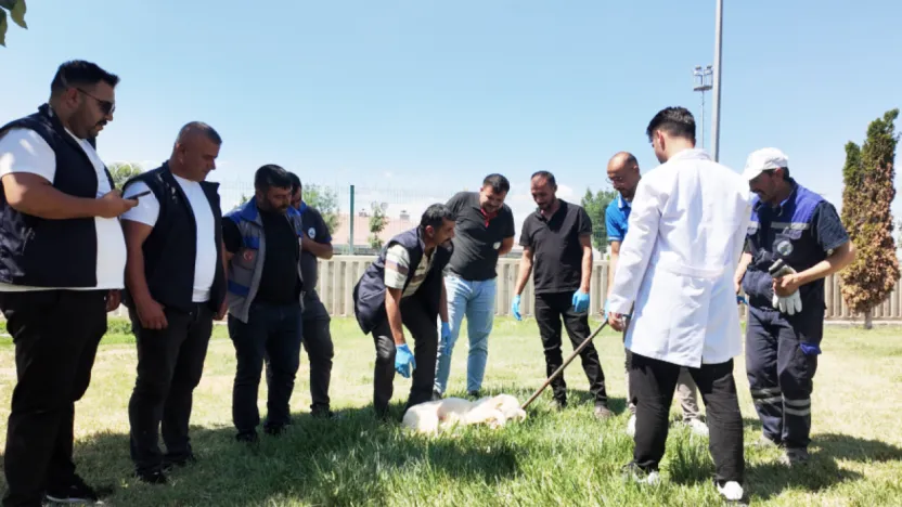 Kayseri'de Sokak Hayvanlarını Toplama Eğitimi