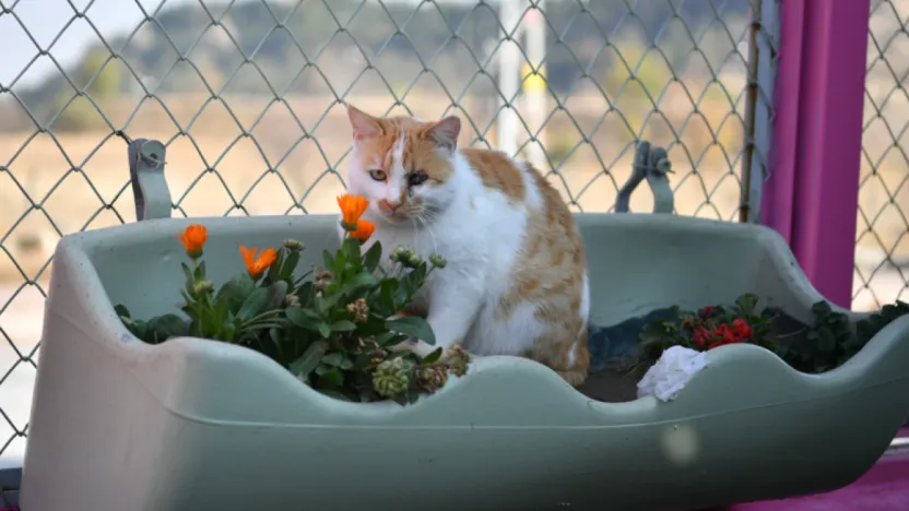 Kayseri'de Sokak Kedilerine Özel Bakım: Kedi Bakım Evi Faaliyette