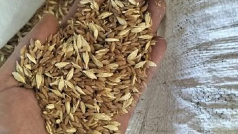 Kayseri'nin atat tohumu buğdayının faydaları saymakla bitmiyor