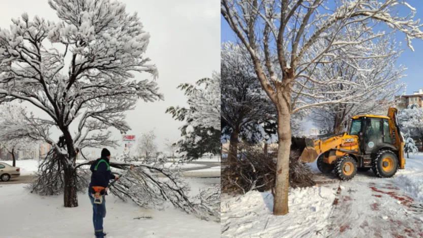 Kış Çalışmalarında Ağaç Güvenliği Seferberliği