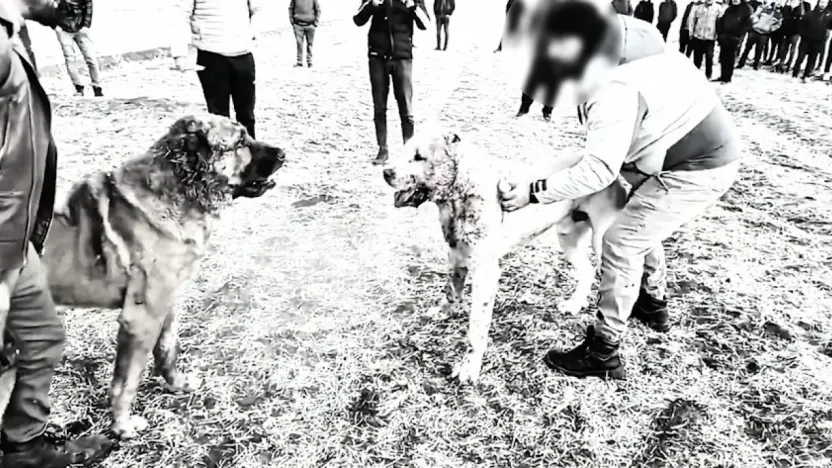 Köpek boğuşturan 8 kişi gözaltına alındı