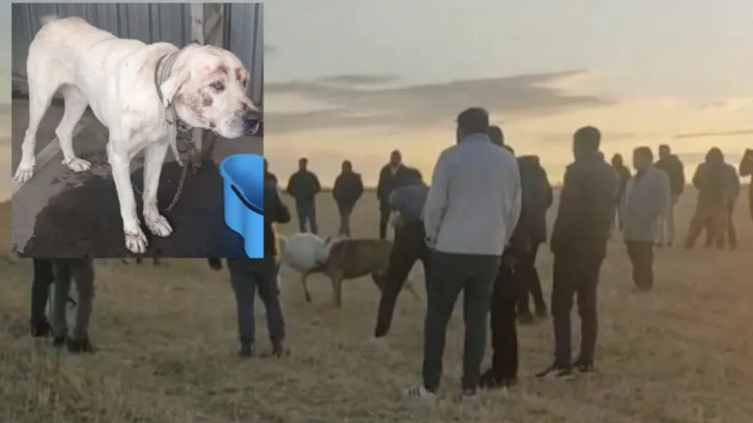 Köpek dövüştüren 13 şahsa toplam 120 bin TL cezai işlem