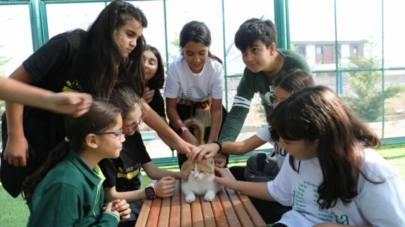 Küçük Dostlar Kedi Kasabası 30 kediye ev sahipliği yapıyor