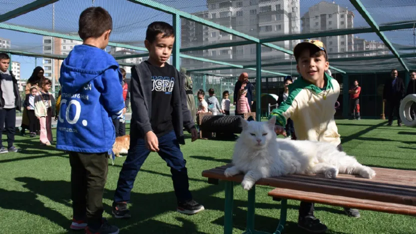 Küçük Dostlar Kedi Kasabasında Beş Yıldızlı Konfor