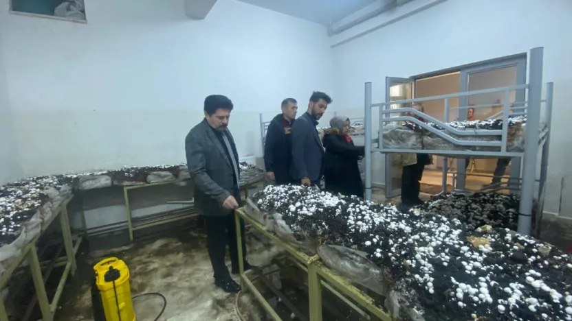 Sarız'da öğrenciler mantar yetiştiriyor