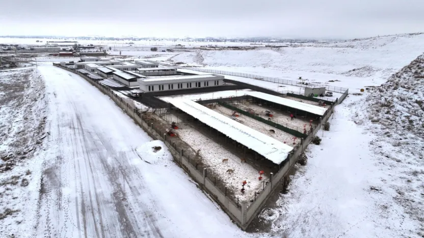 Sokak hayvanlarına beş yıldızlı sıcak bakımevi