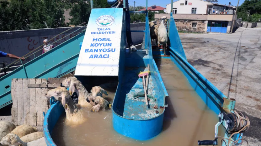 Talas'ta Keneye Karşı Etkili Çözüm: İlaçlı Koyun Banyosu