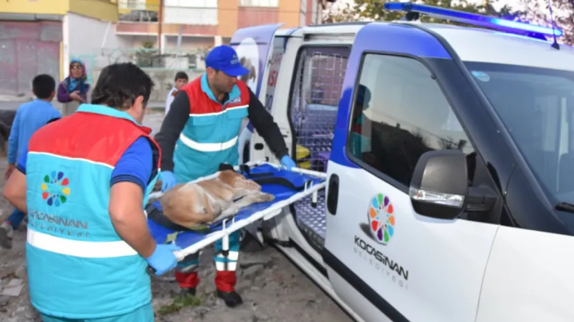 Türkiye'de İlk 'Küçük Dostlar Ambulansı' ile 10 Bin 280 Can Kurtarıldı
