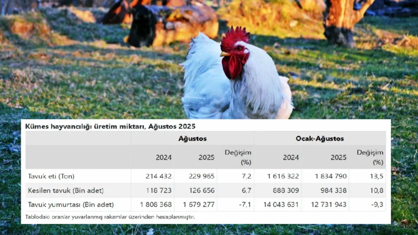 Türkiye'de tavuk eti üretimi yüzde 13,5 arttı
