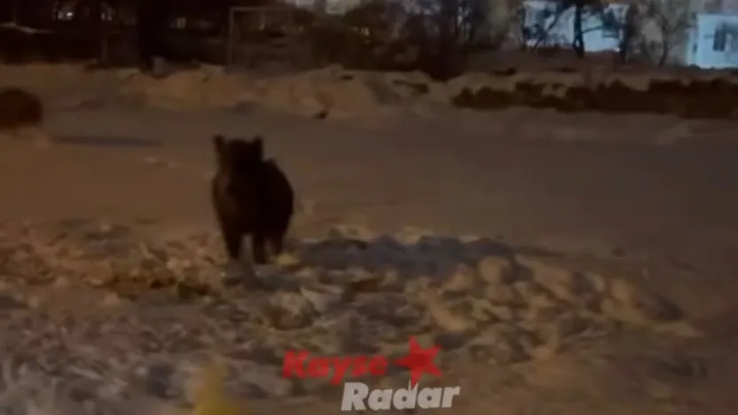 Yaban domuzları Kayseri'de şehre indi