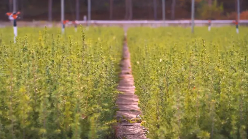 Yeşil Vatan Seferberliği için fidan dikimi 11 Kasım'da başlıyor: Fidan nasıl dikilir?