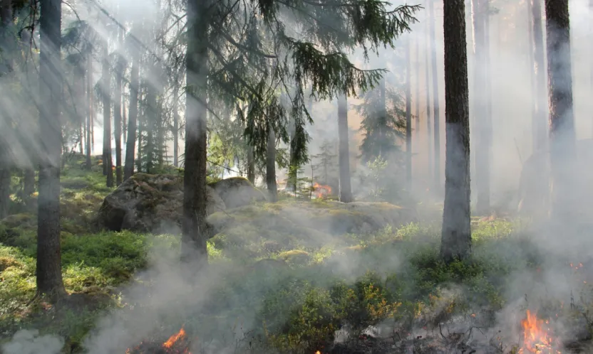 Artan sıcaklık ve rüzgar, yangın tehlikesini artırıyor