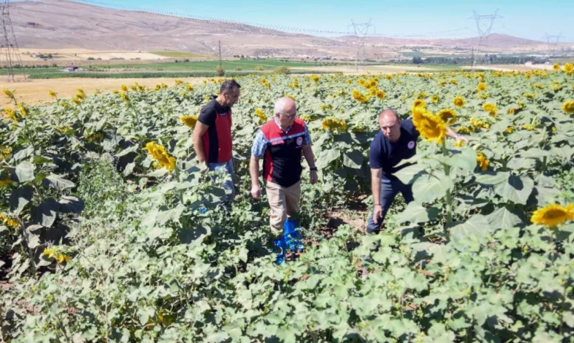 Bünyan'da damlama sulama ile ay çekirdeği üretiminde fenolojik gözlem yapıldı