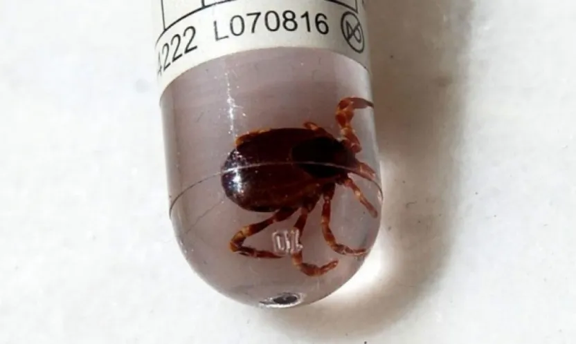 Erciyes Üniversitesi'nden Kene Ölümlerine Çözüm