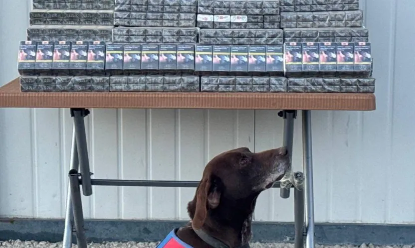 Jandarma bin 426 paket bandrolsüz sigara ele geçirdi