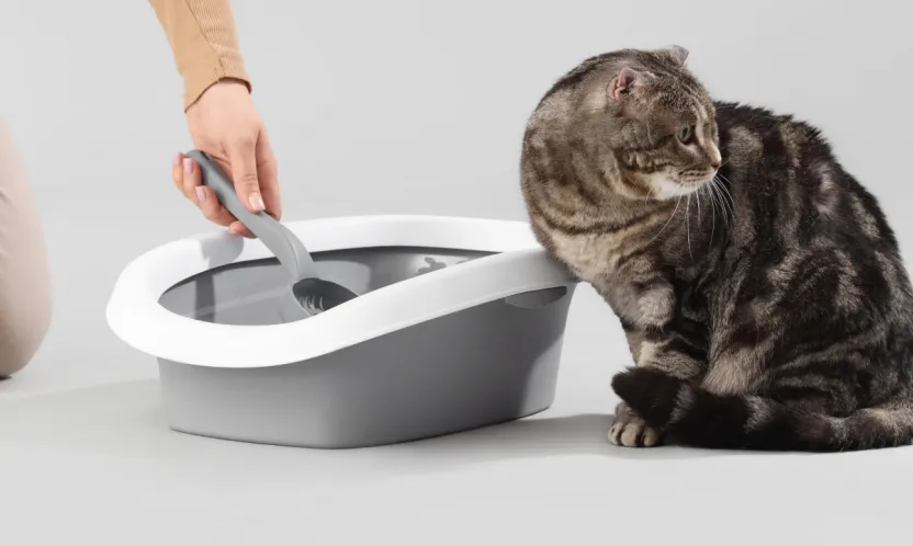 Kasımda zam şampiyonu evcil hayvan ürünleri oldu