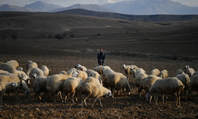 Kayseri'de Kırsal Kalkınma: 'Koyunlar Artıyor, Meralar Şenleniyor' Projesi