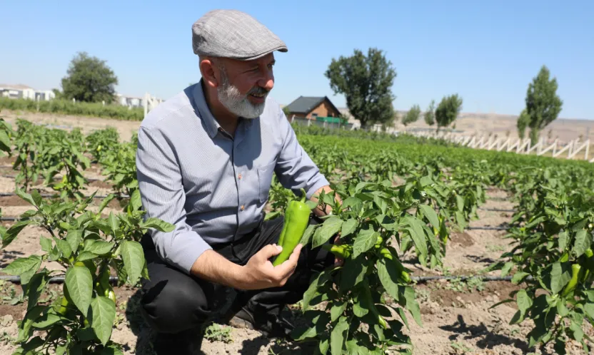 Kocasinan Belediyesi'nden Ücretsiz Kapya Biberi Tohumu