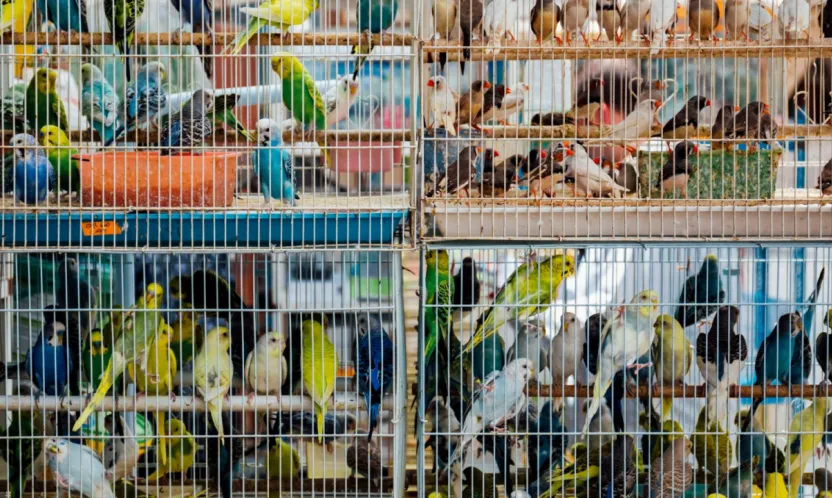 Petshoplarda papağan satışlarına ruhsat şartı