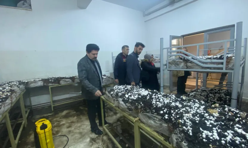 Sarız'da öğrenciler mantar yetiştiriyor