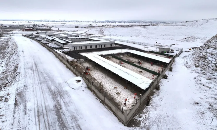 Sokak hayvanlarına beş yıldızlı sıcak bakımevi