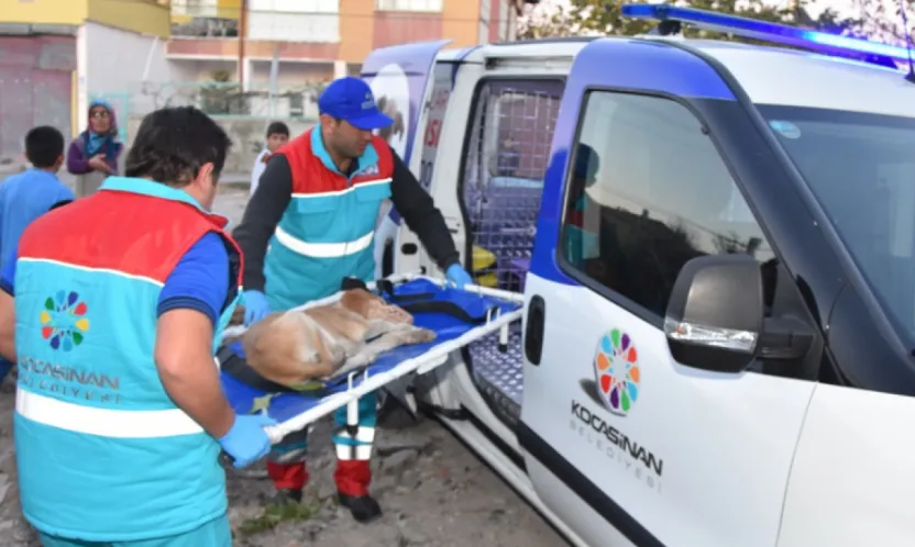 Türkiye'de İlk 'Küçük Dostlar Ambulansı' ile 10 Bin 280 Can Kurtarıldı