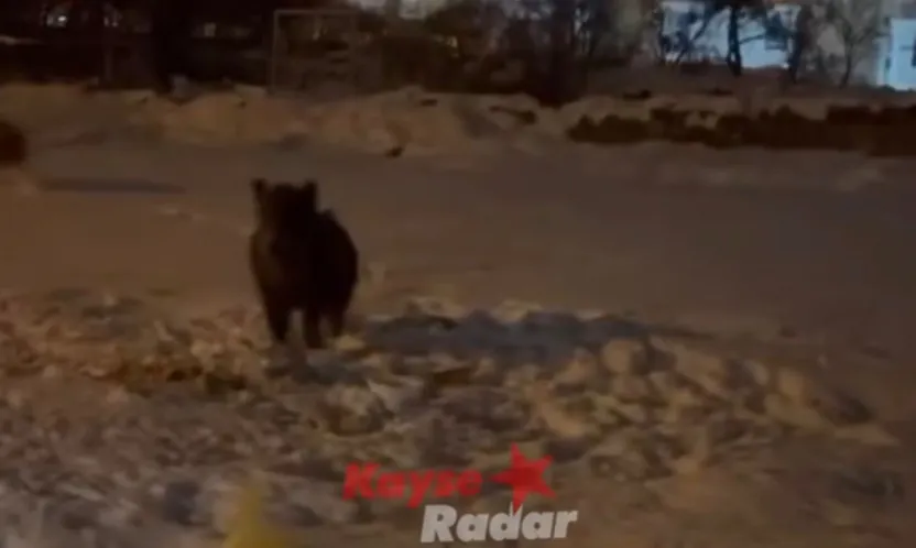 Yaban domuzları Kayseri'de şehre indi