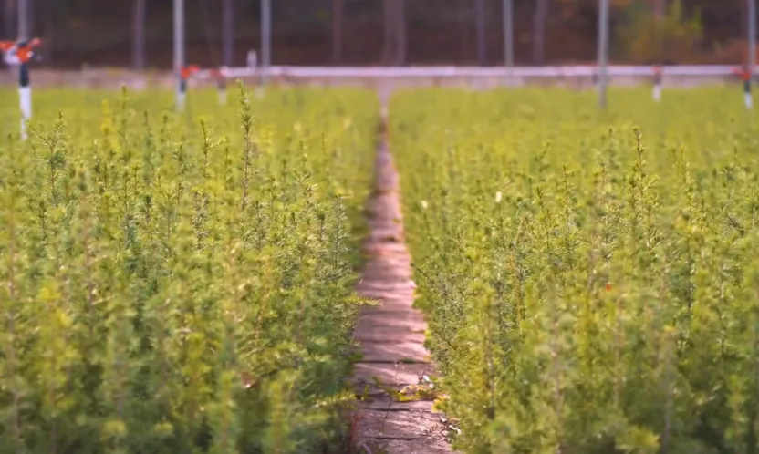 Yeşil Vatan Seferberliği için fidan dikimi 11 Kasım'da başlıyor: Fidan nasıl dikilir?